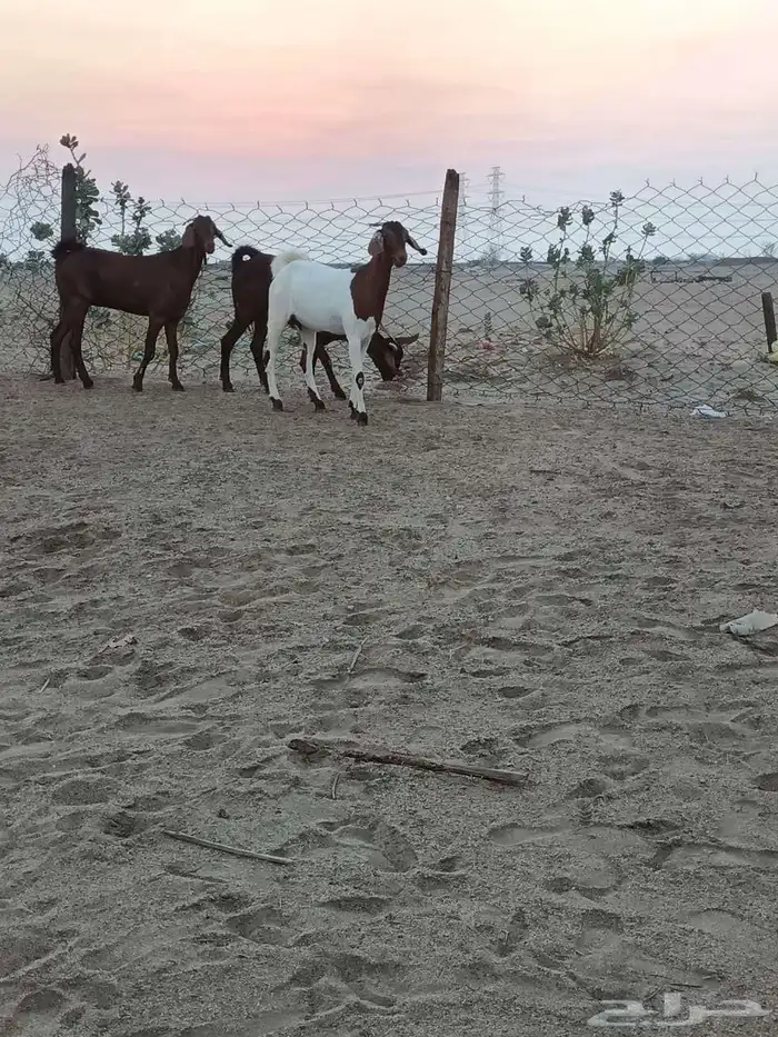 4 جفار جذعات فرش الفحل جروم ب 1500 ريال للراس نهائي 1