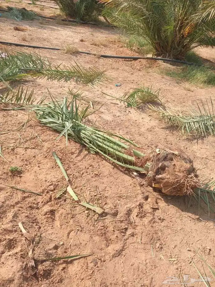 جميع أنحاء المملكة العربية السعودية اتوصل 7