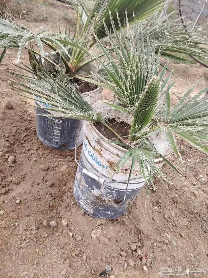 نخل واشنطني ب 5 ريال الموقع الشفا 1