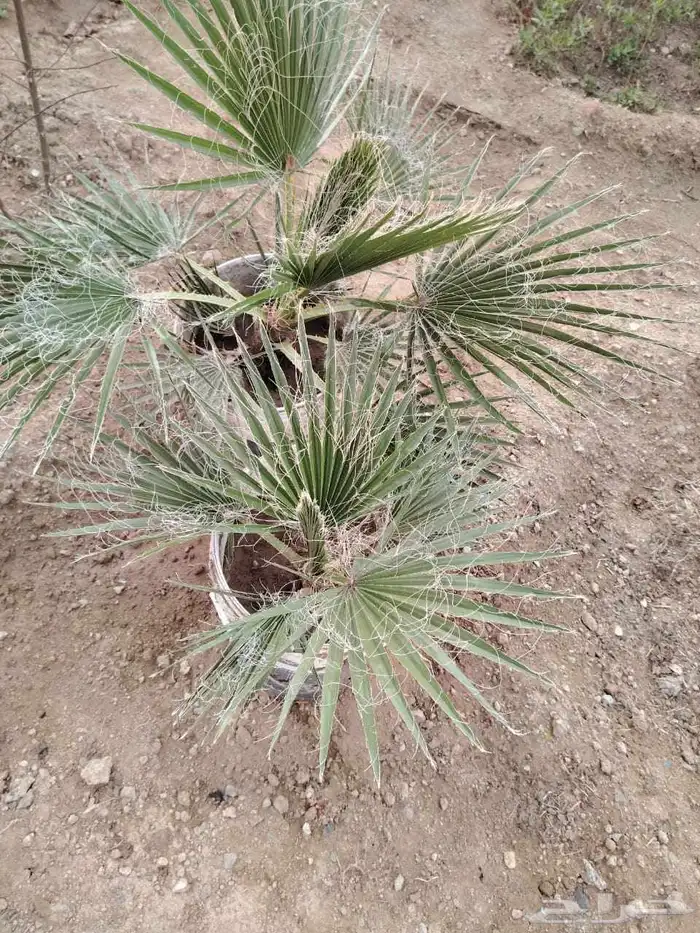 نخل واشنطني ب 5 ريال الموقع الشفا 0