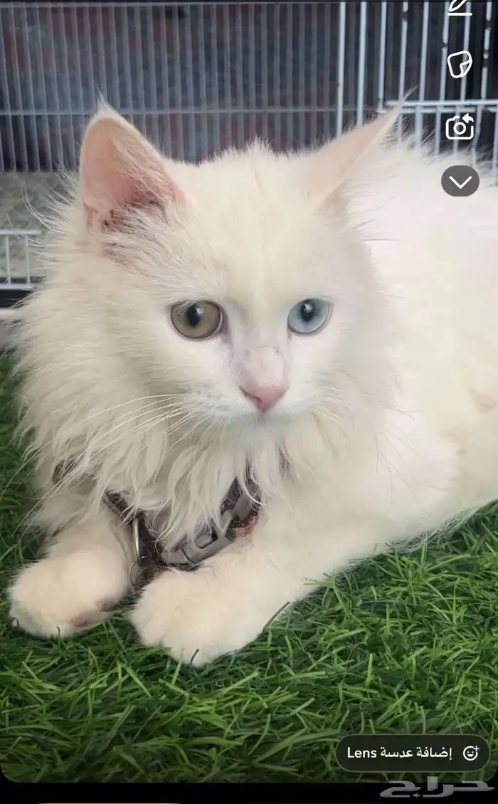 قطط للتبنى 0