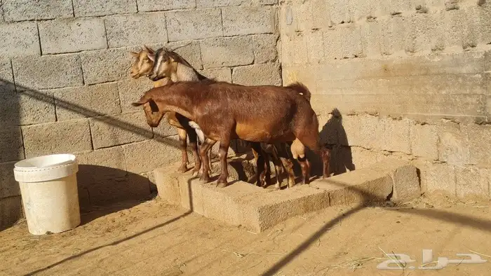 تيوس مشاريع فحول وذبح 2