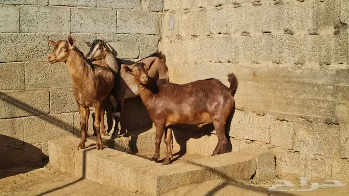 تيوس مشاريع فحول وذبح 0