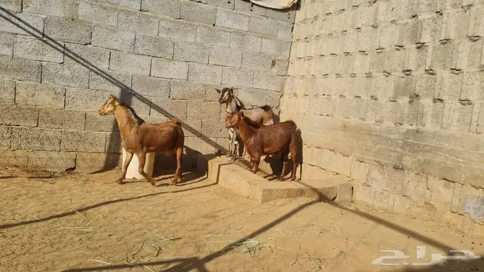 تيوس مشاريع فحول وذبح 1