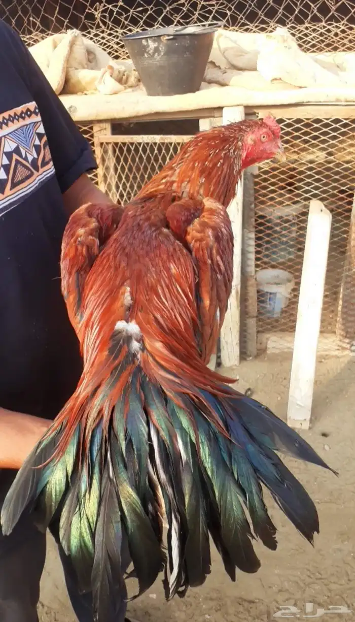 للبيع دجاج سندي فواخر من نسل العم غبشان 2