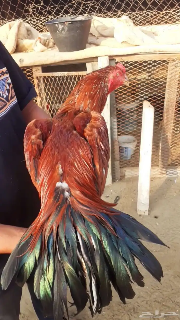 للبيع دجاج سندي فواخر من نسل العم غبشان 0