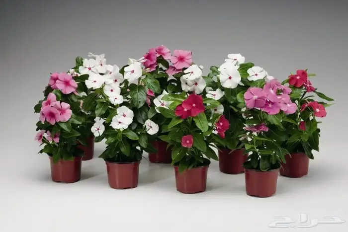 تنسيق الحدائق 2