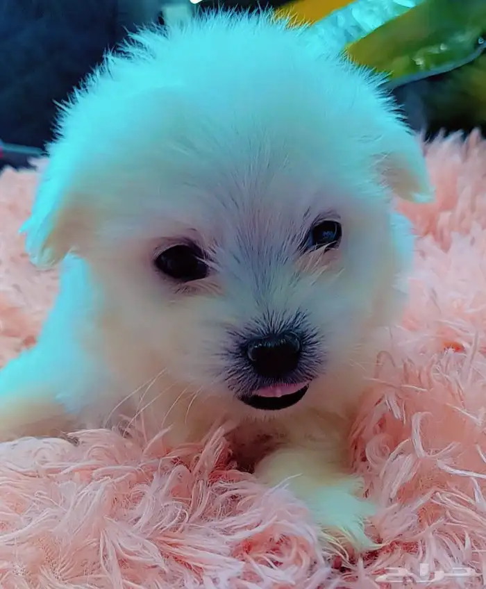 كلاب مالتيز بيور 4