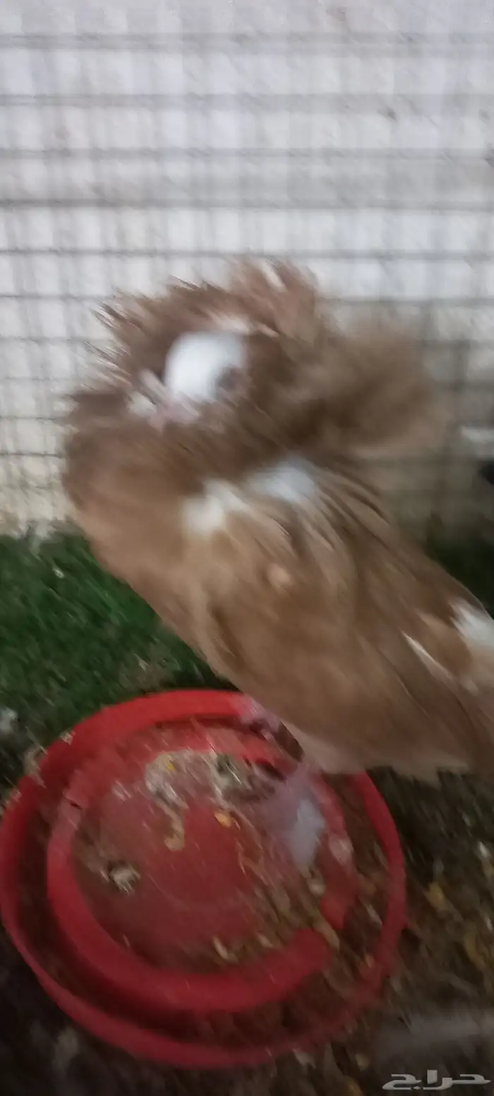 أنثى جاكوبين للبيع 1