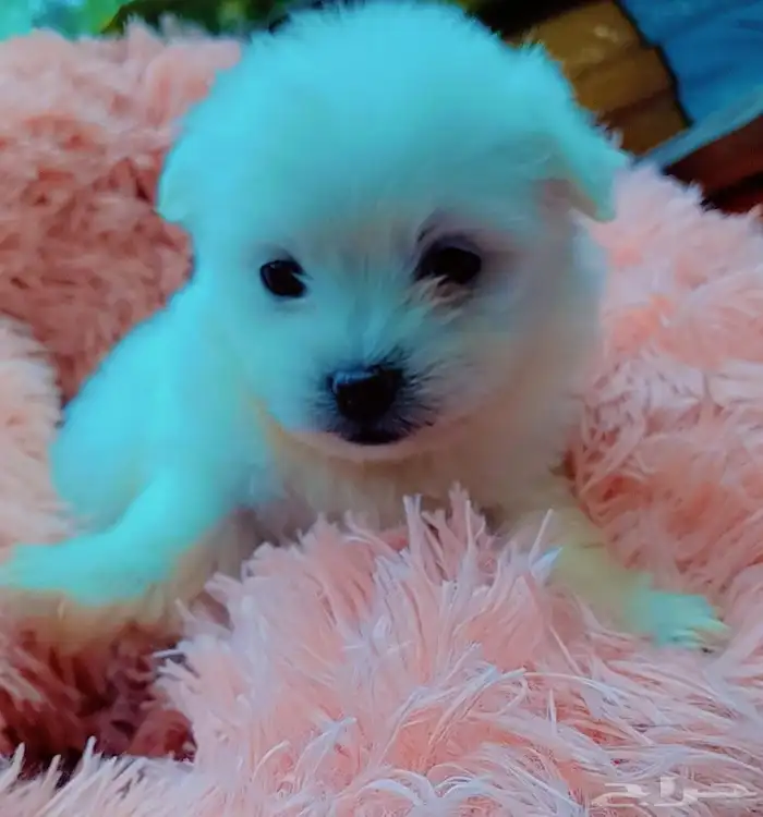 كلاب مالتيز بيور 3