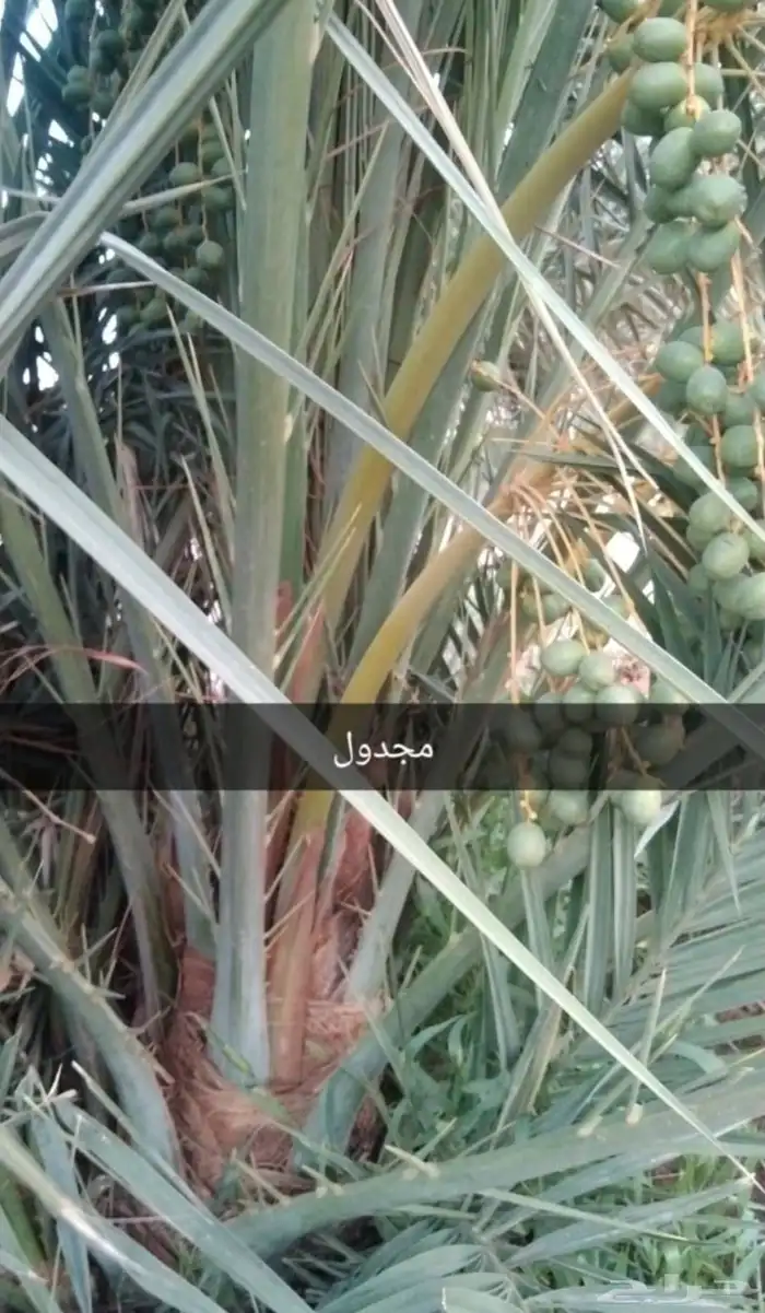 يوجد لدينا جميع انواع النخيل والتوصيل الا جميع أنحاء الممل 3