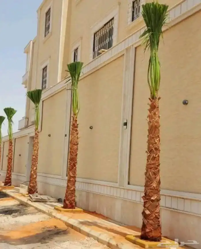 نخبل.واشنطنيا.للبيع 1