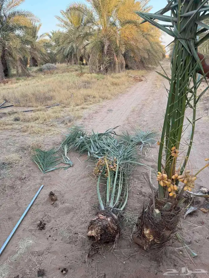 توريد جميع انواع انخيل بيشه 0