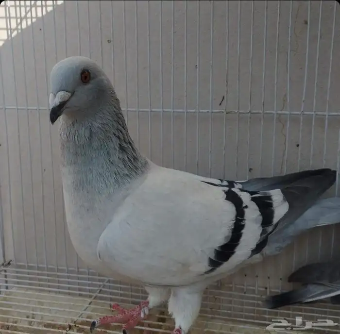 جوز زواجل فواتح 1