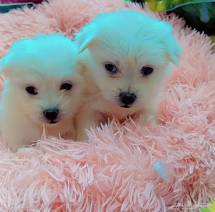 كلاب مالتيز بيور 6