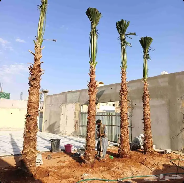 نخل واشنطن نخيل واشنطني 0