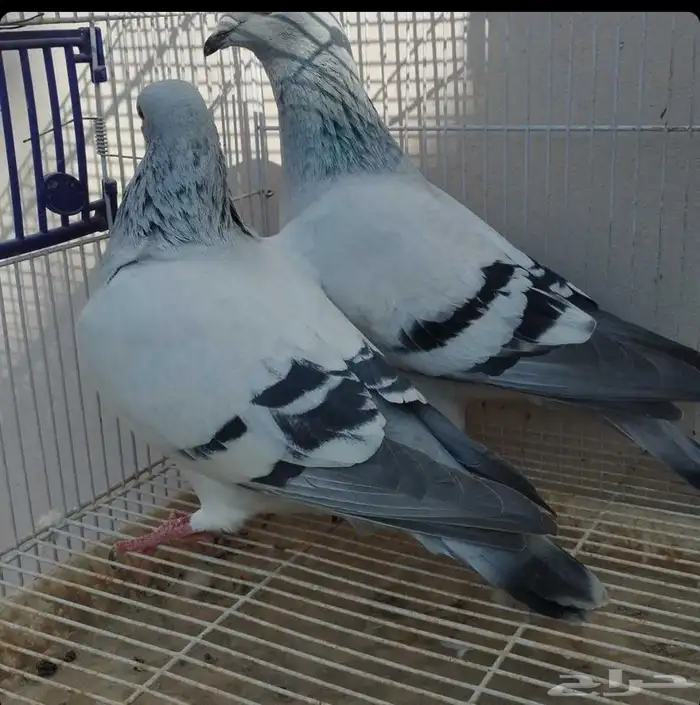 جوز زواجل فواتح 0