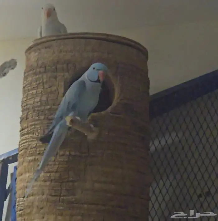 جوز درة بفروخه 1