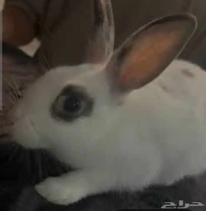 بيع أرانب جميلة ولطيفة 1