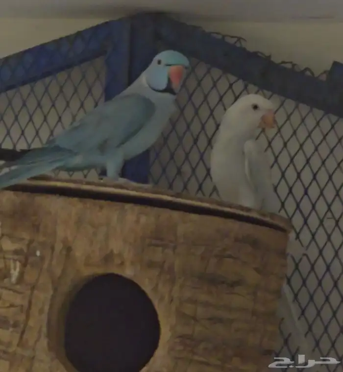 جوز درة بفروخه 0