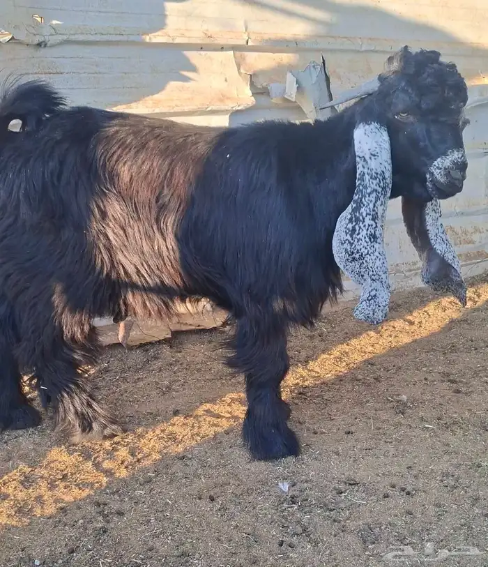 لعشاق العوارض جذع عارض فاااخر و معرف 2