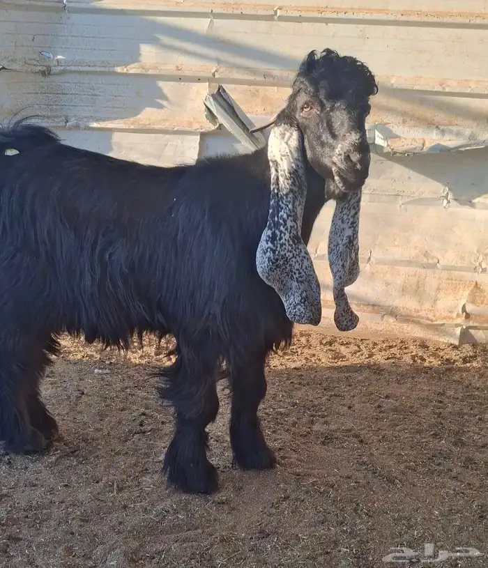 لعشاق العوارض جذع عارض فاااخر و معرف 3