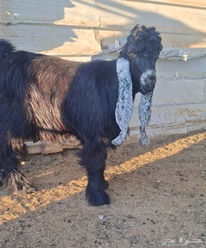 لعشاق العوارض جذع عارض فاااخر و معرف 1