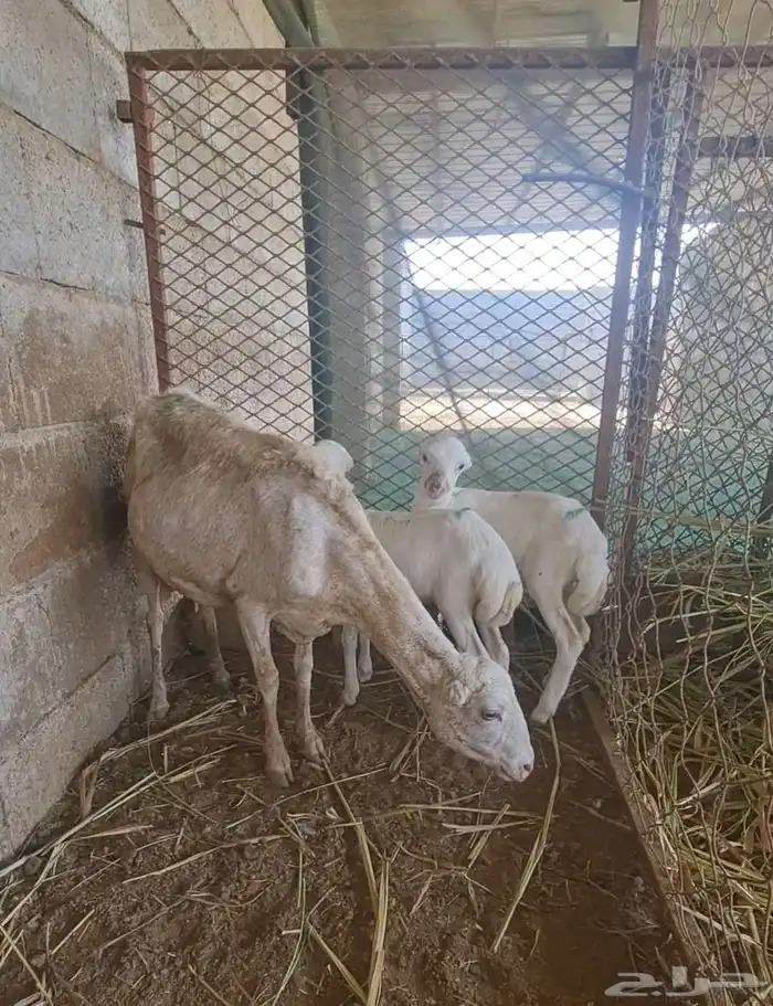 للبيع ضان بلدية مناتيج ومتاومات مشروطة أسنان وجروم طيبة 1