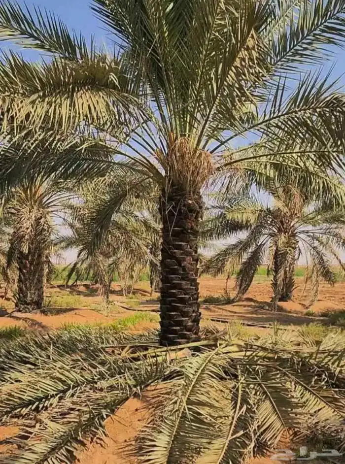 نخل للبيع عربي وزينه واشنطني ونارجين وملوكي 1