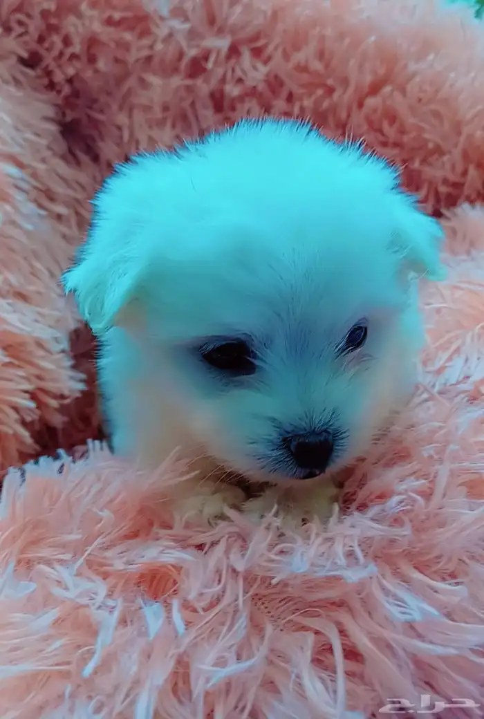 كلاب مالتيز بيور 5