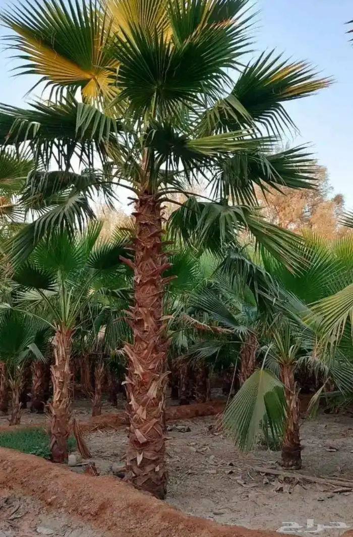 نخل واشنطن نخيل واشنطني 5