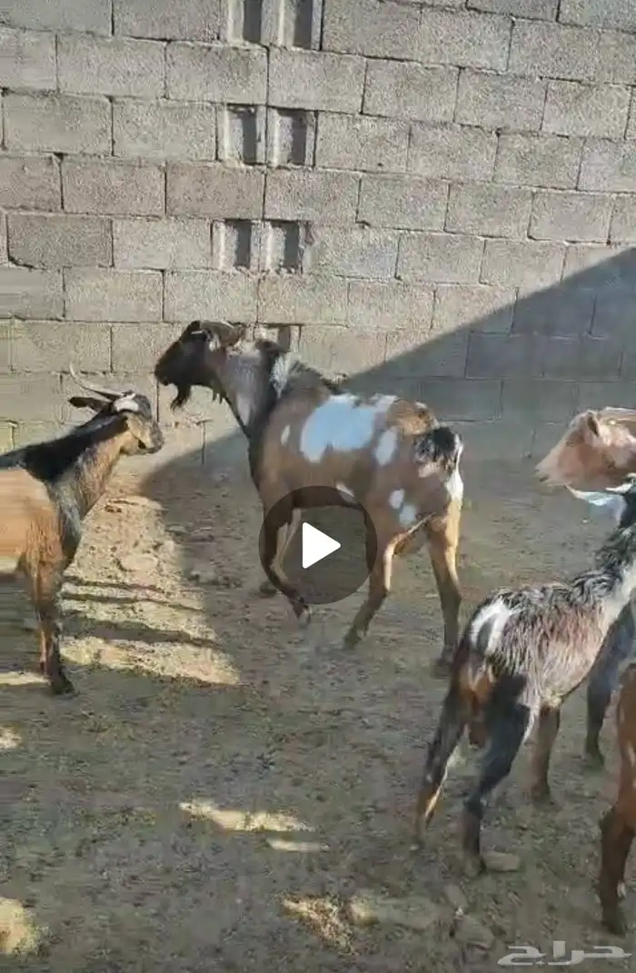 تيوس جبليات منوة الشراي 0