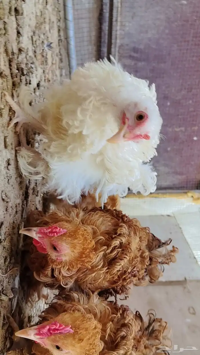 للبيع دجاج كوشن سلكي 5