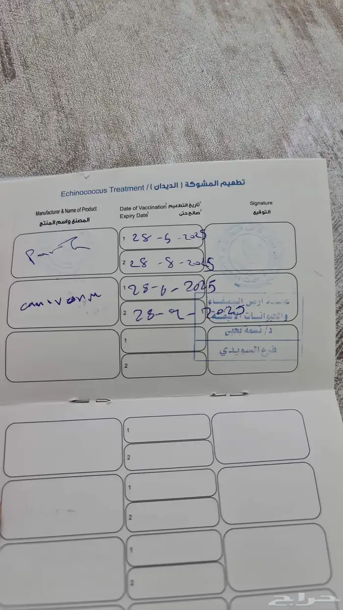 قط للتبني الاسم فوكسي العمر 8 شهور معه كرت تطعيم 5