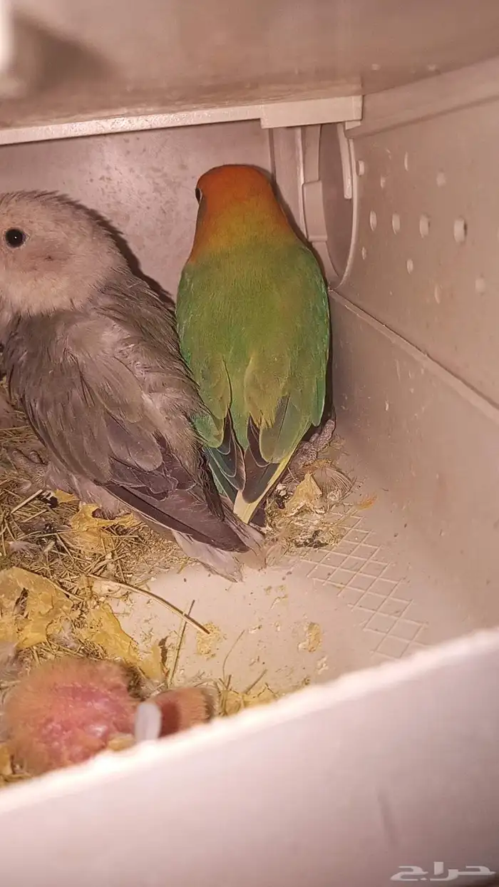 ازواج روز بعيالها 2