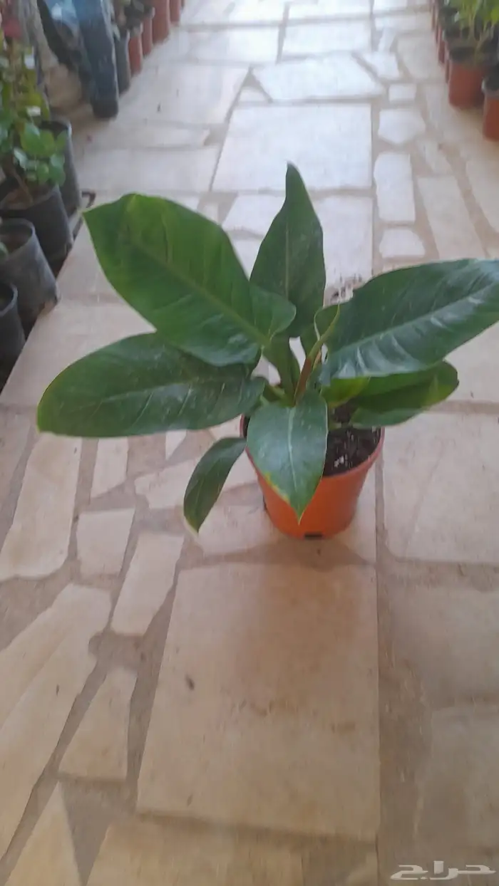 منسق حدائق وتركيب جميع شبكات الري العادي والاتمتك 2