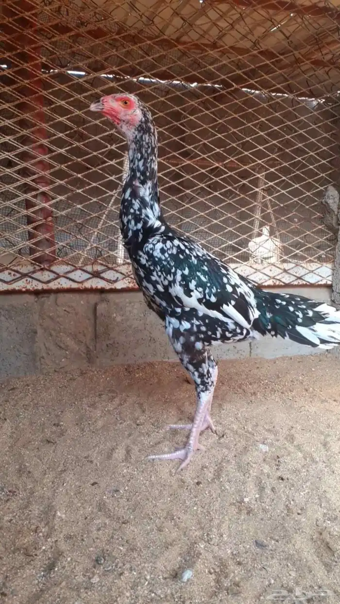 للبيع دجاج سندي فواخر من نسل العم غبشان 5
