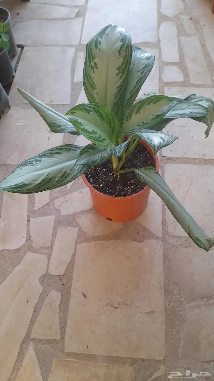 منسق حدائق وتركيب جميع شبكات الري العادي والاتمتك 3