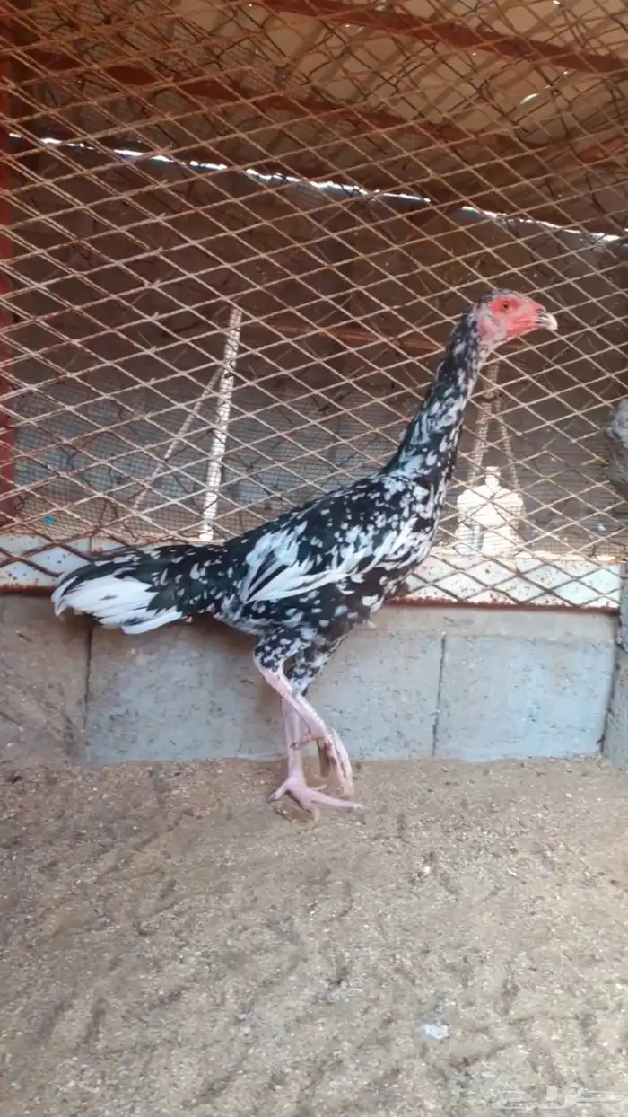 للبيع دجاج سندي فواخر من نسل العم غبشان 9