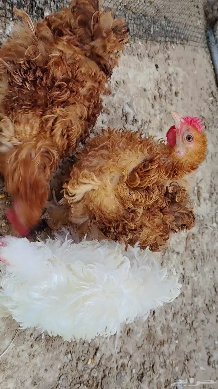 للبيع دجاج كوشن سلكي 6