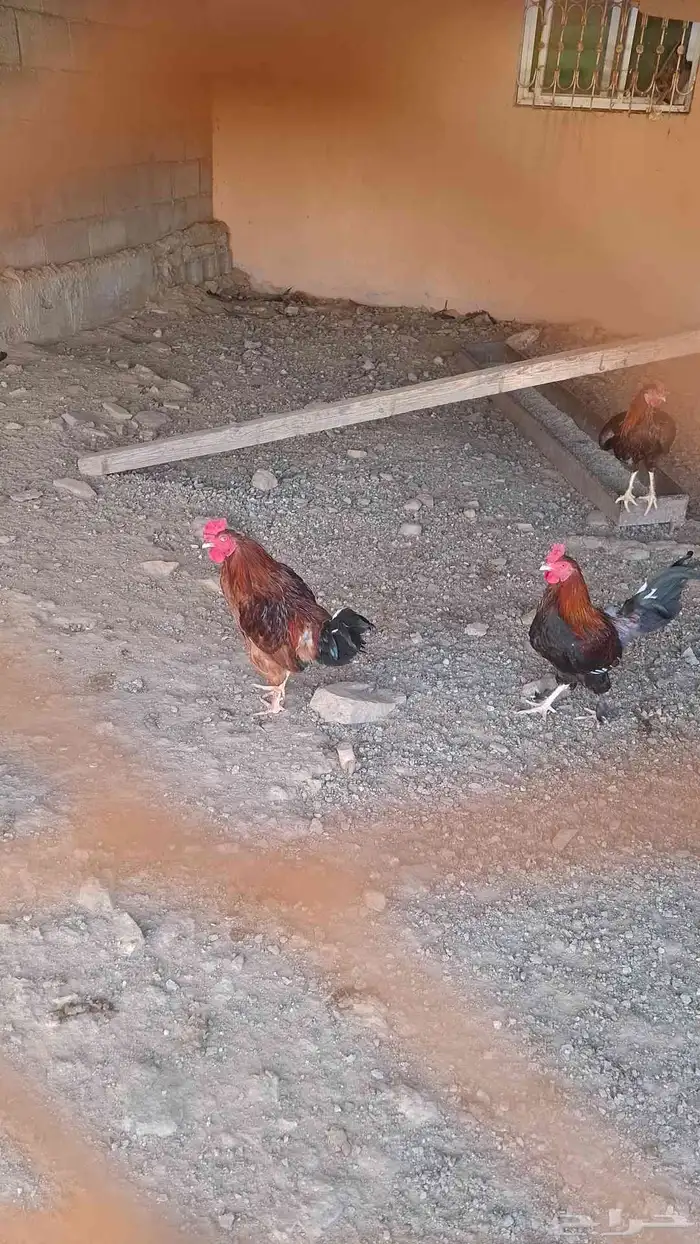 دجاج بلدي للبيع 6