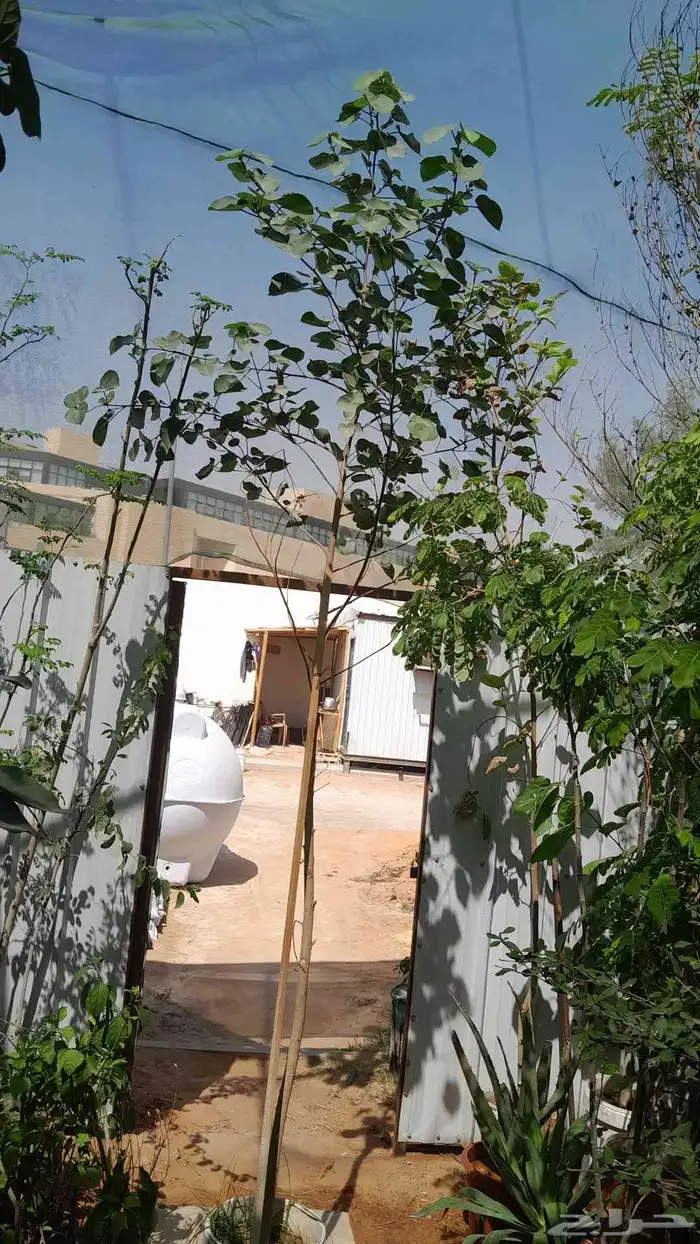 مشتل تنسيق حدائق 6