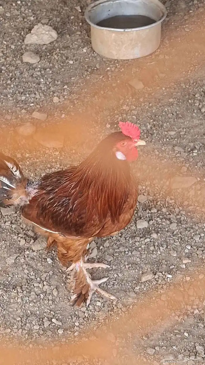 دجاج بلدي للبيع 5