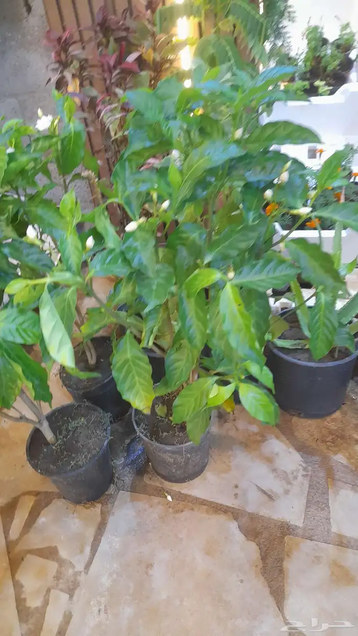 منسق حدائق وتركيب جميع شبكات الري العادي والاتمتك 7