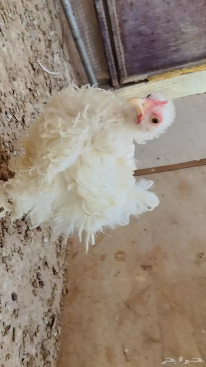 للبيع دجاج كوشن سلكي 9