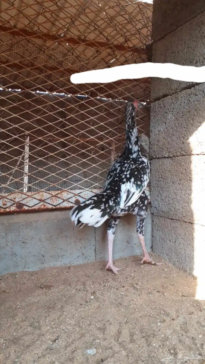 للبيع دجاج سندي فواخر من نسل العم غبشان 4