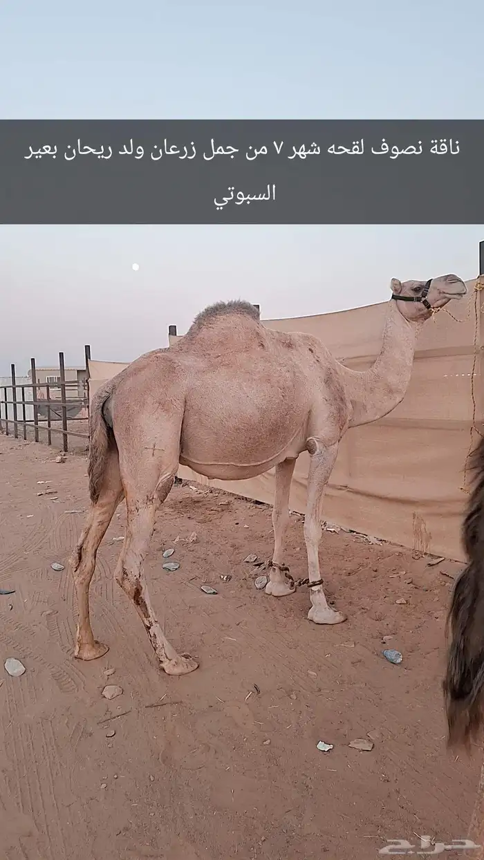 للبيع نياق لقحات 5