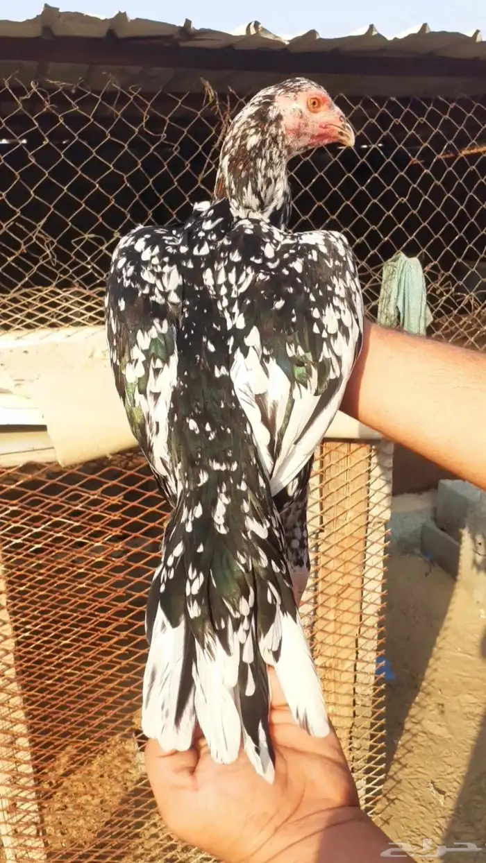 للبيع دجاج سندي فواخر من نسل العم غبشان 6