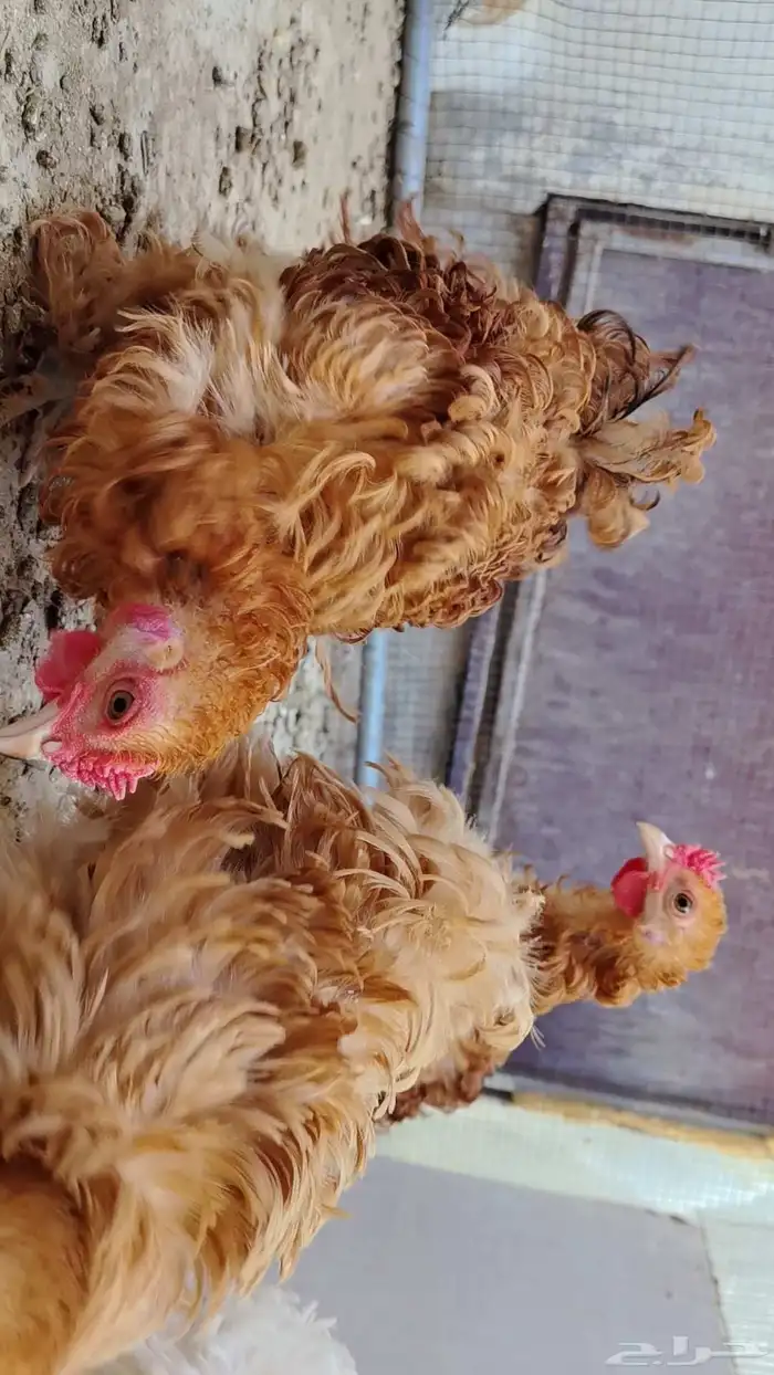 للبيع دجاج كوشن سلكي 4