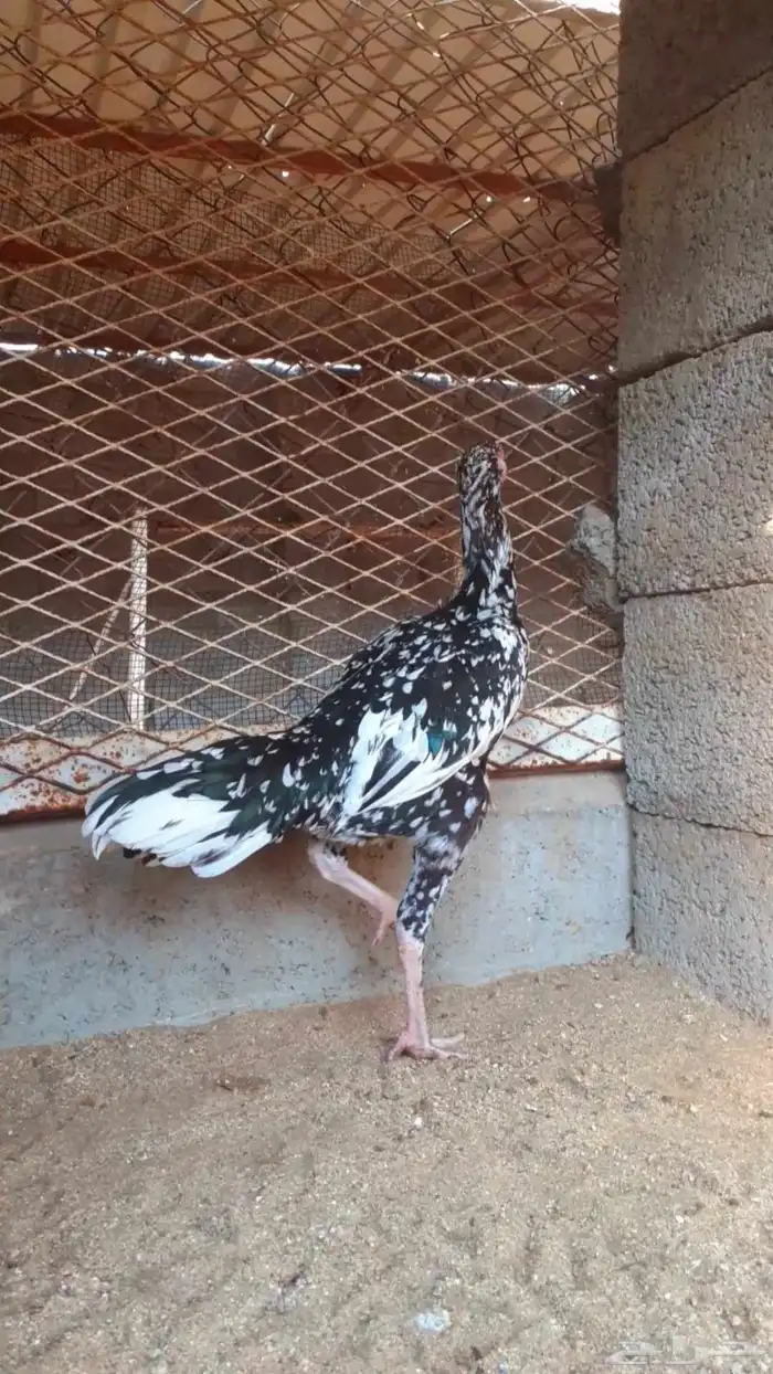 للبيع دجاج سندي فواخر من نسل العم غبشان 8